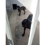 Un Amore di cane Corso.......... - Foto n. 5