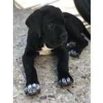 🐶 Cane Corso femmina di 5 anni e 4 mesi in vendita a Bisceglie (BT) e in tutta Italia da privato