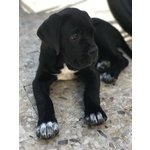 Splendidi Cuccioli di cane Corso