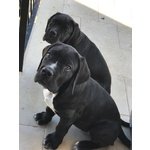 Splendidi Cuccioli di cane Corso - Foto n. 4