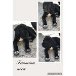 Splendidi Cuccioli di cane Corso - Foto n. 5