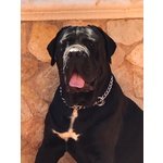 Splendidi Cuccioli di cane Corso - Foto n. 7