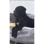 Splendidi Cuccioli di cane Corso - Foto n. 8