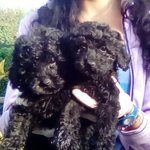Cuccioli di Barboncino nero solo Maschio - Foto n. 1