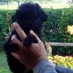 Cuccioli di Barboncino nero solo Maschio - Foto n. 3