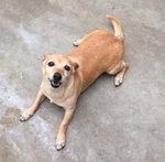 Nancy, Taglia Piccola, Circa 5/6 kg, 6 Anni. una Cagnolina Dolcissima che Attende di Iniziare una Nu - Foto n. 1