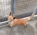 Nancy, Taglia Piccola, Circa 5/6 kg, 6 Anni. una Cagnolina Dolcissima che Attende di Iniziare una Nu - Foto n. 3