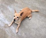 Nancy, Taglia Piccola, Circa 5/6 kg, 6 Anni. una Cagnolina Dolcissima che Attende di Iniziare una Nu - Foto n. 4