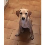 Cuccioli Incrocio Labrador Federica e Serafina, 3 mesi e Mezzo, Cercano Casa.