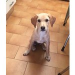 Cuccioli Incrocio Labrador Federica e Serafina, 3 mesi e Mezzo, Cercano Casa. - Foto n. 2