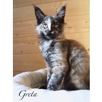 Cucciola di Maine coon con Pedigree - Foto n. 1