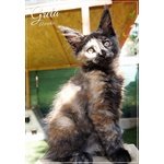 Cucciola di Maine coon con Pedigree - Foto n. 5