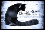 Cucciola di Maine coon con Pedigree - Foto n. 8