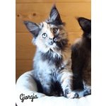 Maine coon con Pedigree