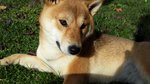 Cuccioli Shiba Inu - Foto n. 4