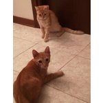 Gattini di 4 Mesi - Foto n. 3