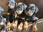 Prossima Cucciolata Dobermann alta Genealogia - Foto n. 2