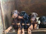 Prossima Cucciolata Dobermann alta Genealogia - Foto n. 3