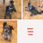 Grisu’, Incrocio Scottish Terrier, 2 anni per 5 kg, Dalla Sicilia in Cerca di Casa