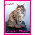 Maine coon Gattini Maschi e Femmine Disponibili Subito - Foto n. 5