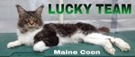 Maine coon Gattini Maschi e Femmine Disponibili Subito - Foto n. 6