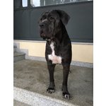 Stupendi Cuccioli cane Corso! - Foto n. 1