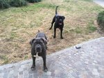 Stupendi Cuccioli cane Corso! - Foto n. 6