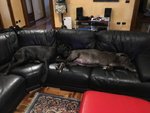 Stupendi Cuccioli cane Corso! - Foto n. 8