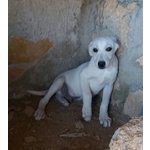 Cuccioli Incrocio Labrador, 3 Mesi, in Arrivo nei Prossimi Giorni a Bergamo, in Cerca di una Famigli - Foto n. 2