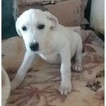 Cuccioli Incrocio Labrador, 3 Mesi, in Arrivo nei Prossimi Giorni a Bergamo, in Cerca di una Famigli - Foto n. 3