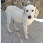 Cuccioli Incrocio Labrador, 3 Mesi, in Arrivo nei Prossimi Giorni a Bergamo, in Cerca di una Famigli - Foto n. 5