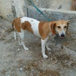 JULIET, INCROCIO BEAGLE, DOLCISSIMA CAGNOLINA, 1 ANNO, SCACCIATA MALAMENTE DAL QUARTIERE DOVE VIVEVA