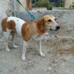 Juliet, Incrocio Beagle, Dolcissima Cagnolina, 1 Anno, Scacciata Malamente dal Quartiere dove Viveva - Foto n. 2