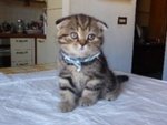 Scottish fold Golden