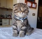 Scottish fold Golden - Foto n. 2