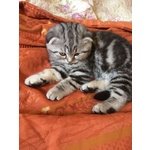 Scottish fold Golden - Foto n. 4