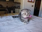 Scottish fold Silver Black Tabby