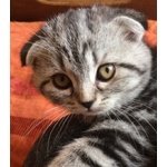 Scottish fold Silver Black Tabby - Foto n. 2