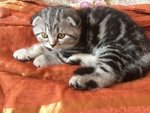 Scottish fold Silver Black Tabby - Foto n. 3