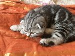 Scottish fold Silver Black Tabby - Foto n. 4