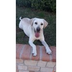 Labrador Maschio per Accoppiamento - Foto n. 1