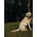 Labrador Maschio per Accoppiamento - Foto n. 3