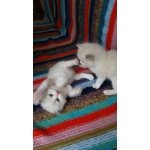 3 Cuccioli Maschi Ragdoll Bicolor e Mitted Blue