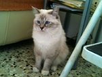 3 Cuccioli Maschi Ragdoll Bicolor e Mitted Blue - Foto n. 4