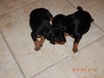 Cuccioli Pinscher