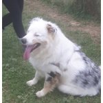 🐶 Australian Shepherd maschio in adozione a Bergamo (BG) da privato