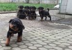 Cuccioli di Rottweiler
