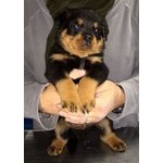 Cuccioli di Rottweiler - Foto n. 2