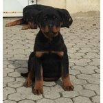 Cuccioli di Rottweiler - Foto n. 4