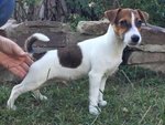 Cuccioli di jack Russell